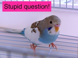 Stupid question! 