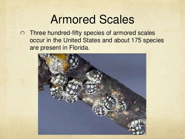 Scale disease maggie jordan