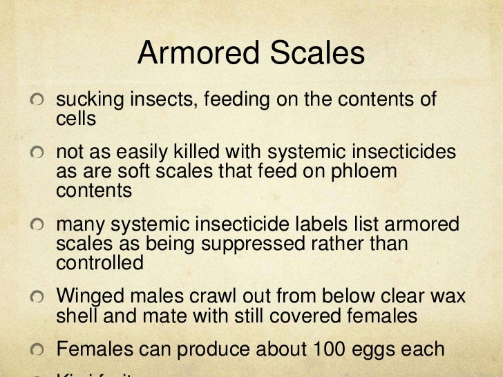Scale insect - Wikipedia