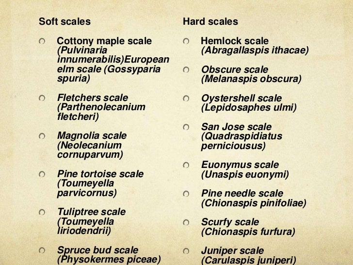 Scale disease maggie jordan