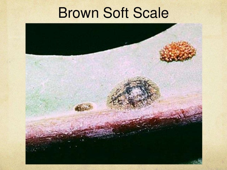 Scale disease maggie jordan