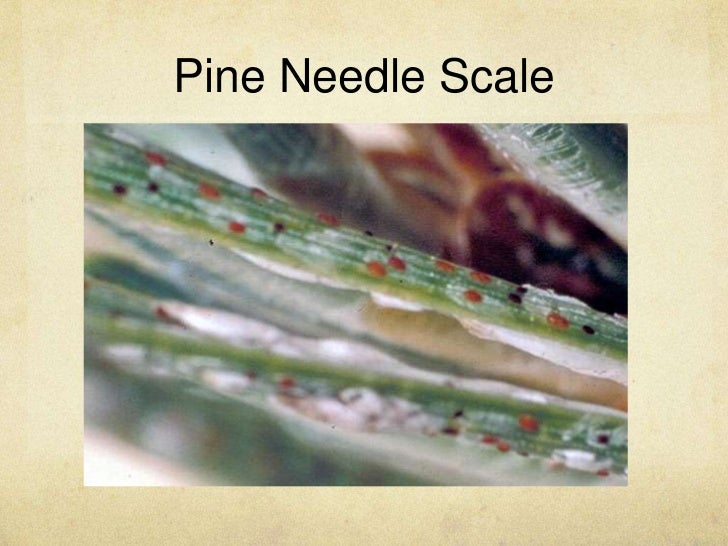 Scale disease maggie jordan
