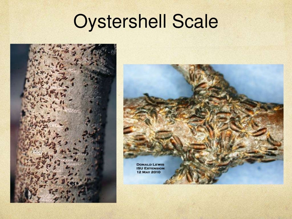 Scale disease maggie jordan