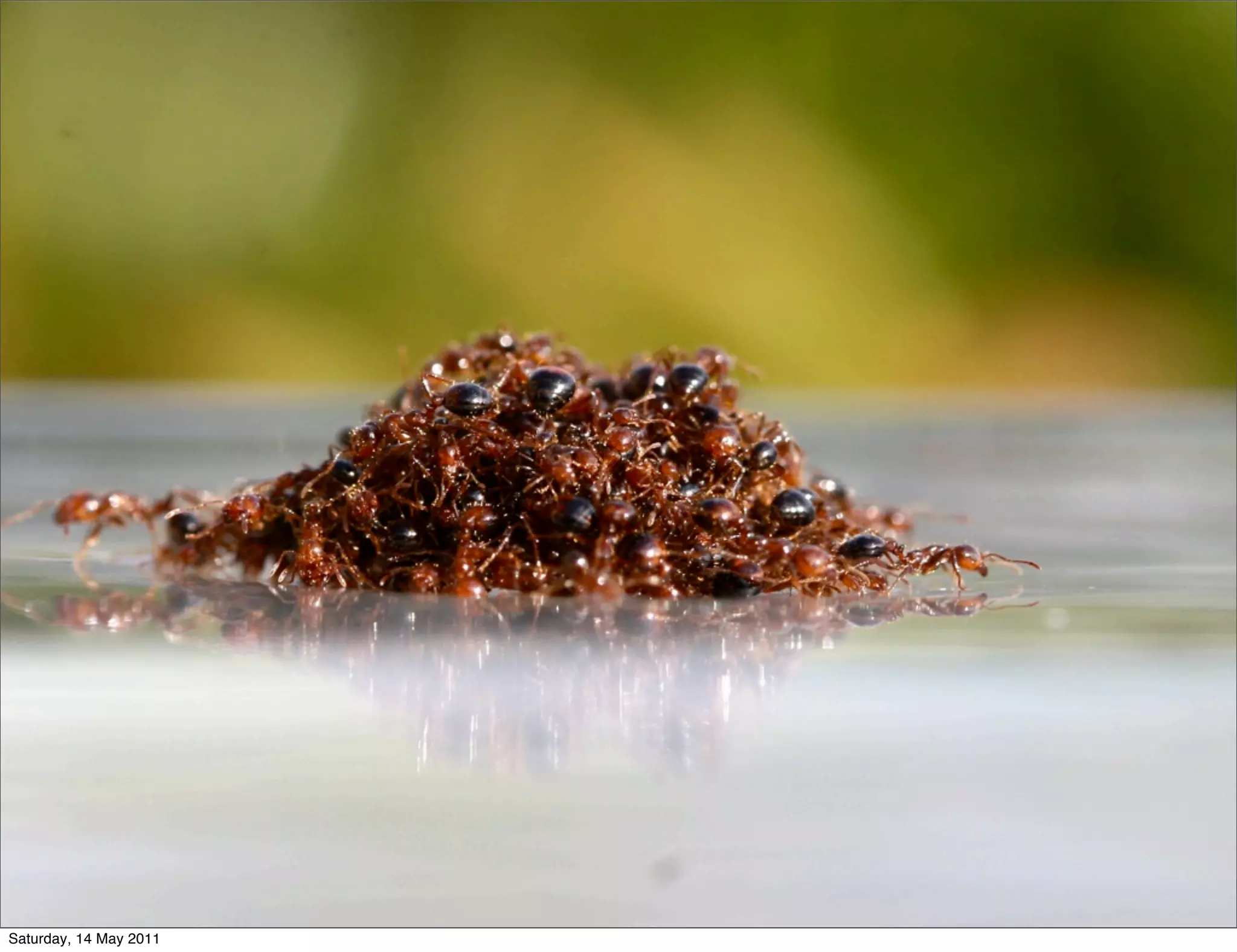 Saturday, 14 May 2011
 