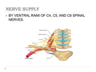 NERVE SUPPLY
 BY VENTRAL RAMI OF C4, C5, AND C6 SPINAL
NERVES.
 