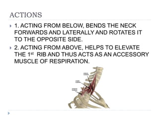 ACTIONS
 1. ACTING FROM BELOW, BENDS THE NECK
FORWARDS AND LATERALLY AND ROTATES IT
TO THE OPPOSITE SIDE.
 2. ACTING FROM ABOVE, HELPS TO ELEVATE
THE 1st RIB AND THUS ACTS AS AN ACCESSORY
MUSCLE OF RESPIRATION.
 
