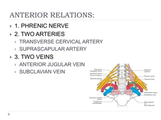 ANTERIOR RELATIONS:
 1. PHRENIC NERVE
 2. TWO ARTERIES
 TRANSVERSE CERVICAL ARTERY
 SUPRASCAPULAR ARTERY
 3. TWO VEINS
 ANTERIOR JUGULAR VEIN
 SUBCLAVIAN VEIN
 