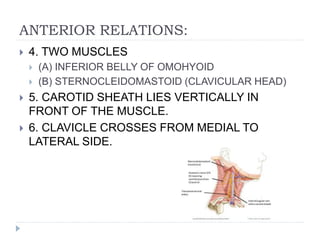 ANTERIOR RELATIONS:
 4. TWO MUSCLES
 (A) INFERIOR BELLY OF OMOHYOID
 (B) STERNOCLEIDOMASTOID (CLAVICULAR HEAD)
 5. CAROTID SHEATH LIES VERTICALLY IN
FRONT OF THE MUSCLE.
 6. CLAVICLE CROSSES FROM MEDIAL TO
LATERAL SIDE.
 