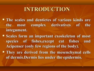 INTRODUCTIONINTRODUCTION
 The scales and dentictes of various kinds areThe scales and dentictes of various kinds are
the most complex derivatives of thethe most complex derivatives of the
integument.integument.
 Scales form an important exoskeleton of mostScales form an important exoskeleton of most
species of fishes,except cat fishes andspecies of fishes,except cat fishes and
Acipenser (only few regions of the body).Acipenser (only few regions of the body).
 They are derived from the mesenchymal cellsThey are derived from the mesenchymal cells
of dermis.Dermis lies under the epidermis.of dermis.Dermis lies under the epidermis.
 