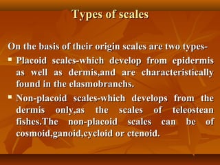 Types of scalesTypes of scales
On the basis of their origin scales are two types-On the basis of their origin scales are two types-
 Placoid scales-which develop from epidermisPlacoid scales-which develop from epidermis
as well as dermis,and are characteristicallyas well as dermis,and are characteristically
found in the elasmobranchs.found in the elasmobranchs.
 Non-placoid scales-which develops from theNon-placoid scales-which develops from the
dermis only,as the scales of teleosteandermis only,as the scales of teleostean
fishes.The non-placoid scales can be offishes.The non-placoid scales can be of
cosmoid,ganoid,cycloid or ctenoid.cosmoid,ganoid,cycloid or ctenoid.
 