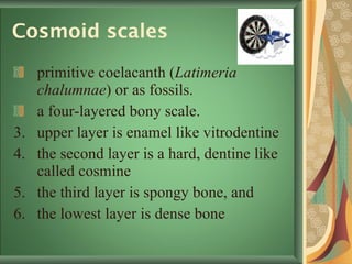Cosmoid scales   primitive coelacanth ( Latimeria chalumnae ) or as fossils. a four-layered bony scale.  upper layer is enamel like vitrodentine the second layer is a hard, dentine like called cosmine the third layer is spongy bone, and  the lowest layer is dense bone  
