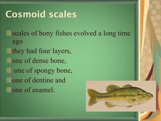 Cosmoid scales scales of bony fishes evolved a long time ago  they had four layers,  one of dense bone, one of spongy bone,  one of dentine and  one of enamel.  