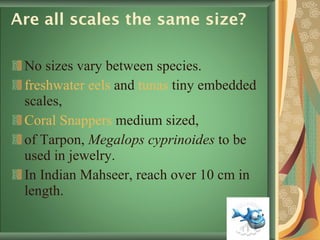 Are all scales the same size?  No sizes vary between species. freshwater eels  and  tunas  tiny embedded scales, Coral Snappers  medium sized,  of Tarpon,  Megalops cyprinoides  to be used in jewelry.  In Indian Mahseer, reach over 10 cm in length.  