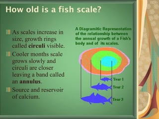 How old is a fish scale?  As scales increase in size, growth rings called  circuli  visible.  Cooler months scale grows slowly and circuli are closer leaving a band called an  annulus .  Source and reservoir   of calcium.  