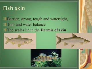 Fish skin Barrier, strong, tough and watertight, Ion- and water balance The scales lie in the  Dermis of skin 
