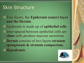 Skin Structure Two layers, the  Epidermis (outer) layer and the Dermis .  Epidermis is made up of  epithelial cells Inter-spaced between epithelial cells are  slime  cells produce mucous secretions  Dermis  consists of two layers: stratum spongiosum &   stratum compactum. Hypodermis 