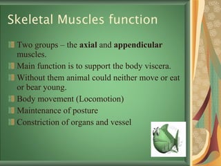 Skeletal Muscles function Two groups – the  axial  and  appendicular  muscles.  Main function is to support the body viscera. Without them animal could neither move or eat or bear young.  Body movement (Locomotion) Maintenance of posture Constriction of organs and vessel 