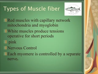 Types of Muscle fiber Red muscles with capillary network mitochondria and myoglobin  White muscles produce tensions operative for short periods  pink Nervous Control Each myomere is controlled by a separate nerve .   