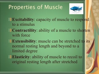 Properties of Muscle Excitability : capacity of muscle to respond to a stimulus Contractility : ability of a muscle to shorten with force Extensibility : muscle can be stretched to its normal resting length and beyond to a limited degree Elasticity : ability of muscle to recoil to original resting length after stretched 