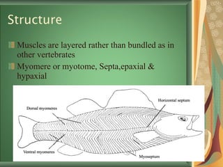 Structure Muscles are layered rather than bundled as in other vertebrates  Myomere or myotome, Septa,epaxial & hypaxial  
