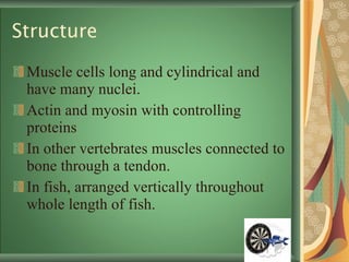 Structure Muscle cells long and cylindrical and have many nuclei.  Actin and myosin with controlling proteins In other vertebrates muscles connected to bone through a tendon.  In fish, arranged vertically throughout whole length of fish.  