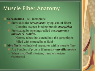 Muscle Fiber Anatomy Sarcolemma  - cell membrane Surrounds the  sarcoplasm   (cytoplasm of fiber) Contains oxygen-binding protein  myoglobin Punctuated by openings called the  transverse tubules (T-tubules) Narrow tubes that extend into the sarcoplasm  Filled with extracellular fluid Myofibrils  -cylindrical structures within muscle fiber Are bundles of protein filaments (= myofilaments ) When myofibril shortens, muscle shortens (contracts) 