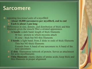 Sarcomere repeating  functional units  of a myofibril About 10,000 sarcomeres per myofibril, end to end Each is about 2 µm long Differences in size, density, and distribution of thick and thin filaments gives the muscle fiber a striated appearance. A bands : a dark band; length of thick filaments M line - protein to which myosins attach H zone - thick but NO thin filaments I bands : a light band; from Z disks to ends of thick filaments Thin but NO thick filaments Extends from A band of one sarcomere to A band of the next sarcomere Z disk : filamentous network of protein. Serves as attachment for actin myofilaments Titin filaments : elastic chains of amino acids; keep thick and thin filaments in proper alignment 