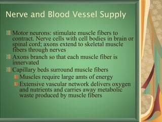 Nerve and Blood Vessel Supply Motor neurons: stimulate muscle fibers to contract. Nerve cells with cell bodies in brain or spinal cord; axons extend to skeletal muscle fibers through nerves Axons branch so that each muscle fiber is innervated Capillary beds surround muscle fibers Muscles require large amts of energy Extensive vascular network delivers oxygen and nutrients and carries away metabolic waste produced by muscle fibers 