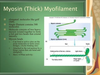 Myosin (Thick) Myofilament elongated  molecules like golf clubs.  Single filament contains 300 molecules Molecule consists of two heavy myosin wound together to form a rod and two heads that extend laterally.  Myosin heads Can bind to active sites on the actin molecules to form cross-bridges. (Actin binding site) Attached to the rod portion by a hinge region that can bend and straighten.  Have ATPase activity: 