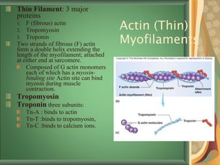 Actin (Thin) Myofilaments Thin Filament : 3 major proteins F (fibrous) actin Tropomyosin Troponin Two strands of fibrous (F) actin form a double helix extending the length of the myofilament; attached at either end at sarcomere. Composed of G actin monomers each of which has a  myosin-binding site  Actin site can bind myosin during muscle contraction.  Tropomyosin Troponin  three subunits:  Tn-A : binds to actin Tn-T :binds to tropomyosin, Tn-C :binds to calcium ions.   