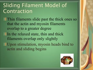 Sliding Filament Model of Contraction Thin filaments slide past the thick ones so that the actin and myosin filaments overlap to a greater degree In the relaxed state, thin and thick filaments overlap only slightly Upon stimulation, myosin heads bind to actin and sliding begins 