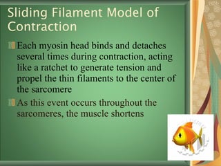 Sliding Filament Model of Contraction Each myosin head binds and detaches several times during contraction, acting like a ratchet to generate tension and propel the thin filaments to the center of the sarcomere As this event occurs throughout the sarcomeres, the muscle shortens 