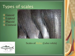 Types of scales Ganoid  Leptoid  Placoid Cosmoid   Scales of  Rohu  ( Labeo rohita ) 