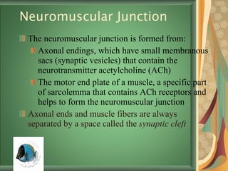 Neuromuscular Junction The neuromuscular junction is formed from: Axonal endings, which have small membranous sacs (synaptic vesicles) that contain the neurotransmitter acetylcholine   (ACh) The motor end plate of a muscle, a specific part of sarcolemma that contains ACh receptors and helps to form the neuromuscular junction Axonal ends and muscle fibers are always separated by a space called the  synaptic cleft 