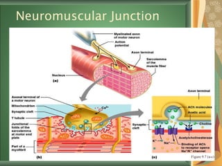 Neuromuscular Junction Figure 9.7 (a-c) 