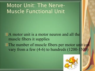 Motor Unit: The Nerve-Muscle Functional Unit A motor unit is a motor neuron and all the muscle fibers it supplies The number of muscle fibers per motor unit can vary from a few (4-6) to hundreds (1200-1500) 