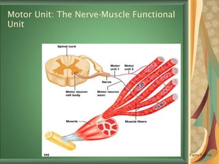 Motor Unit: The Nerve-Muscle Functional Unit Figure 9.12 (a) 