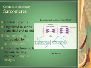Contractile Machinery: Sarcomeres Contractile units Organized in series ( attached end to end) Each myosin  is surrounded by  six actin filaments Projecting from each myosin are tiny contractile  myosin bridges Longitudinal section of myofibril (a) At rest 