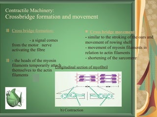 Contractile Machinery: Crossbridge formation and movement Cross bridge formation:   - a signal comes from the motor  nerve activating the fibre  - the heads of the myosin filaments temporarily attach themselves to the actin filaments Cross bridge movement:   -  similar to the stroking of the oars and movement of rowing shell - movement of myosin filaments in relation to actin filaments - shortening of the sarcomere b) Contraction Longitudinal section of myofibril 