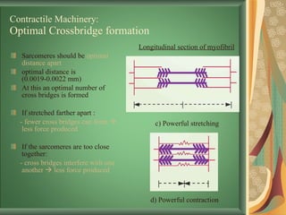 Contractile Machinery: Optimal Crossbridge formation Sarcomeres should be  optimal distance apart optimal distance is (0.0019-0.0022 mm) At this an optimal number of cross bridges is formed If stretched farther   apart :  - fewer cross bridges can form    less force produced If the sarcomeres are too close together:  - cross bridges interfere with one another    less force produced Longitudinal section of myofibril c) Powerful stretching d) Powerful contraction 