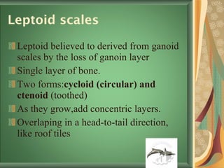 Leptoid scales Leptoid believed to derived from ganoid scales by the loss of ganoin layer Single layer of bone.  Two forms: cycloid (circular) and ctenoid  (toothed) As they grow,add concentric layers. Overlaping in a head-to-tail direction, like roof tiles 