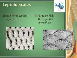 Leptoid scales Jungle Perch  Kuhlia rupestris   Paradise Fish,  Macropodus opercularis   