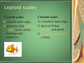 Leptoid scales  Cycloid scales   smooth outer edge, primitive fish  salmon ,  carp , trout, smelt, herrings and minnows Ctenoid scales   a toothed outer edge, derived fishes  bass ,  crappie  and perch Kardong, Kenneth V.  (1998) . 