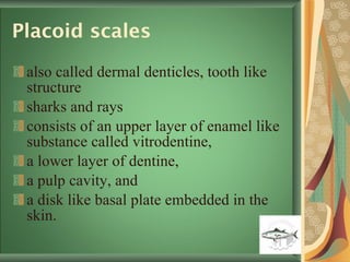 Placoid scales also called dermal denticles, tooth like structure  sharks and rays consists of an upper layer of enamel like substance called vitrodentine,  a lower layer of dentine,  a pulp cavity, and  a disk like basal plate embedded in the skin.  