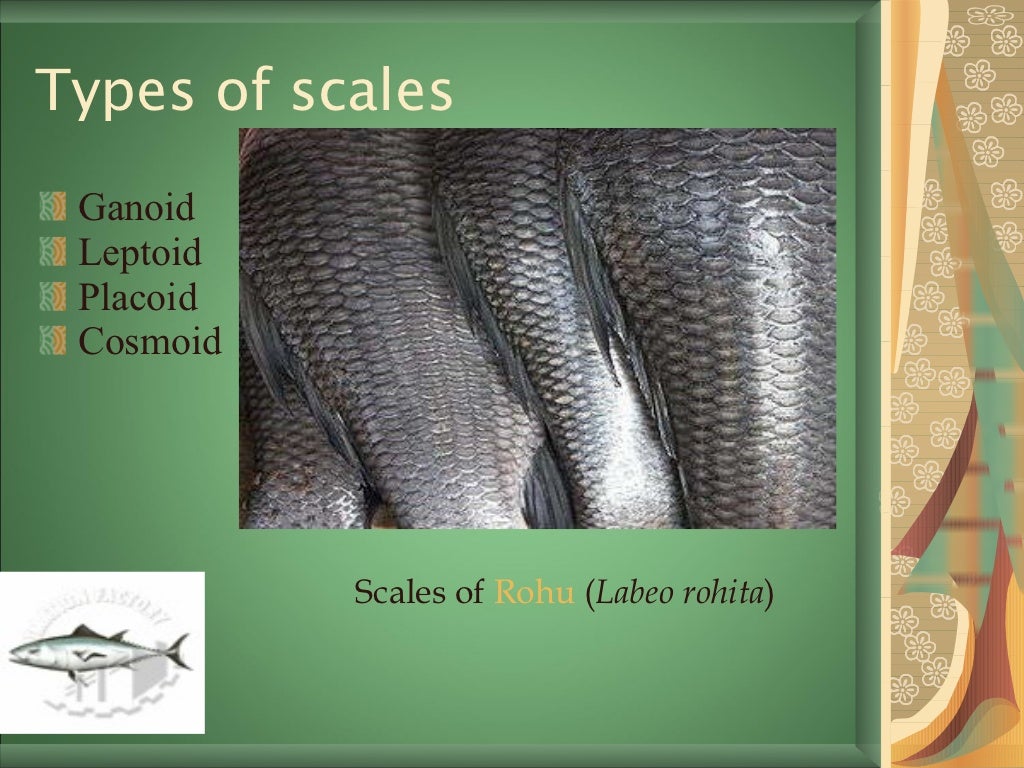 Scales