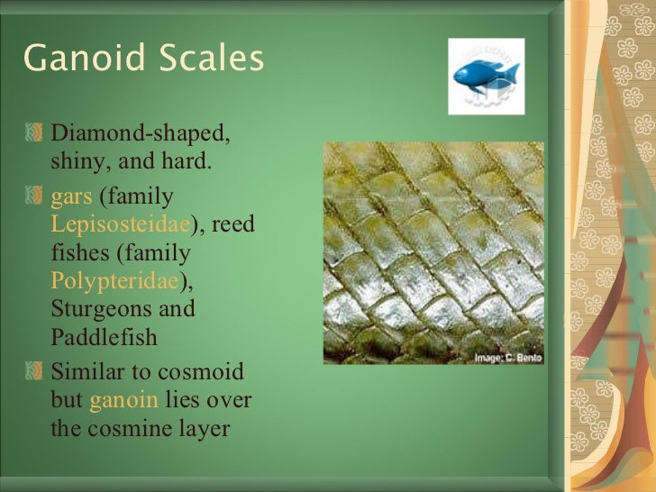 Scales
