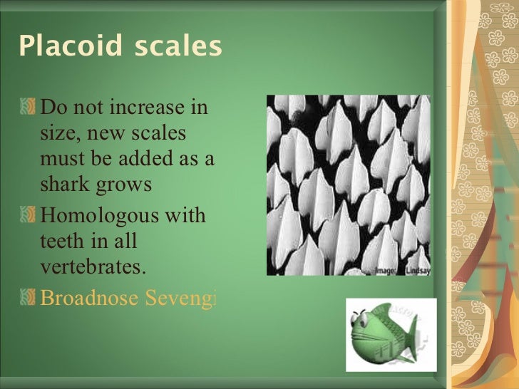 Scales