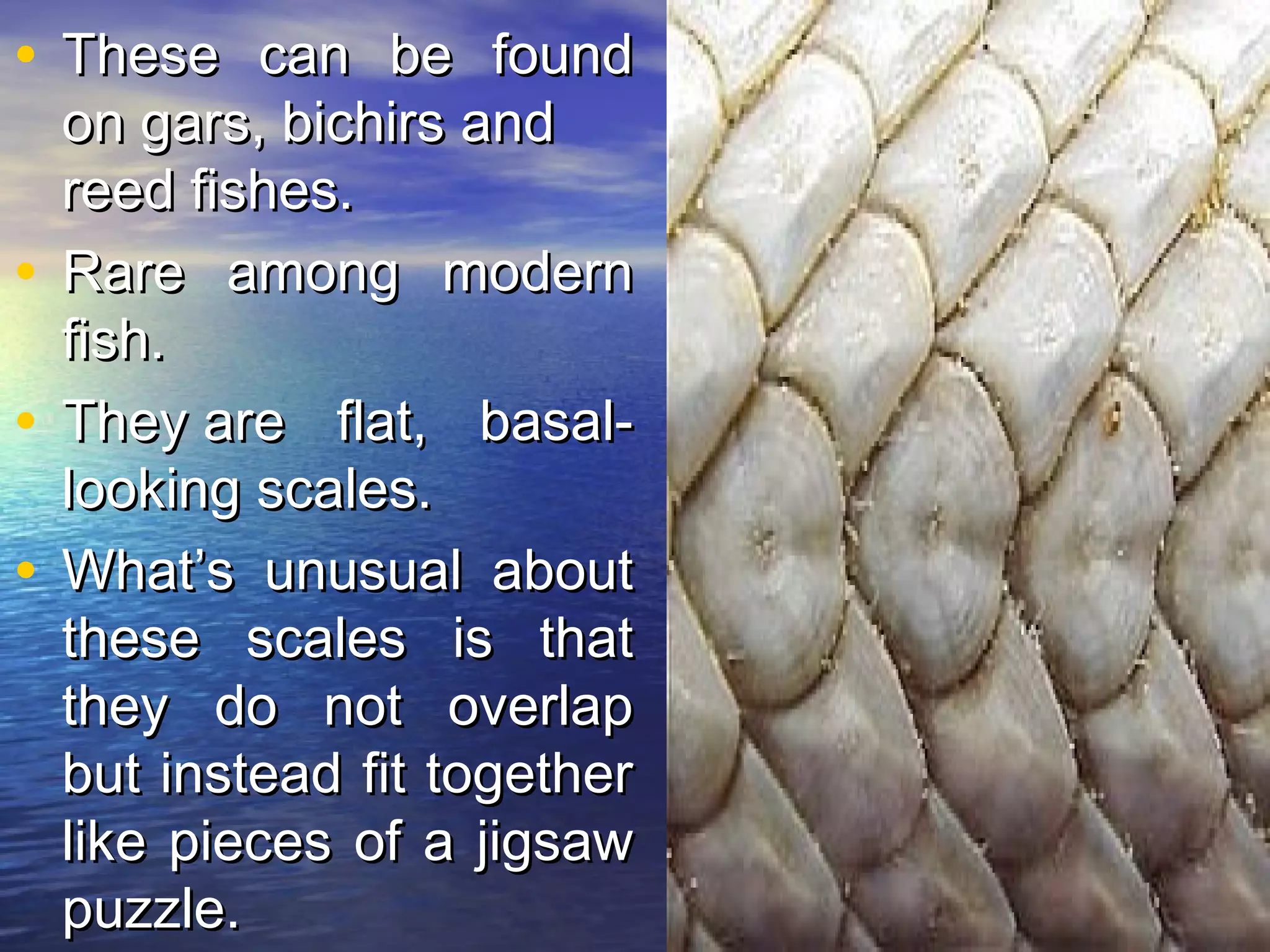 • These can be foundThese can be found
on gars, bichirs andon gars, bichirs and
reed fishes.reed fishes.
• Rare among modernRare among modern
fish.fish.
• They are flat, basal-They are flat, basal-
looking scales.looking scales.
• What’s unusual aboutWhat’s unusual about
these scales is thatthese scales is that
they do not overlapthey do not overlap
but instead fit togetherbut instead fit together
like pieces of a jigsawlike pieces of a jigsaw
puzzle.puzzle.
 