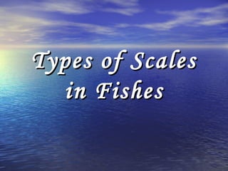 Types of ScalesTypes of Scales
in Fishesin Fishes
 