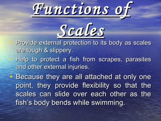 What Are Fish Scale Functions?